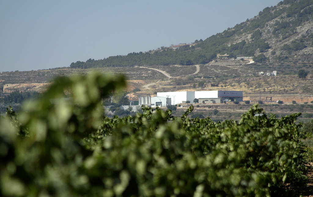 Weinerzeuger: Anecoop Bodegas - Valencia / Spanien