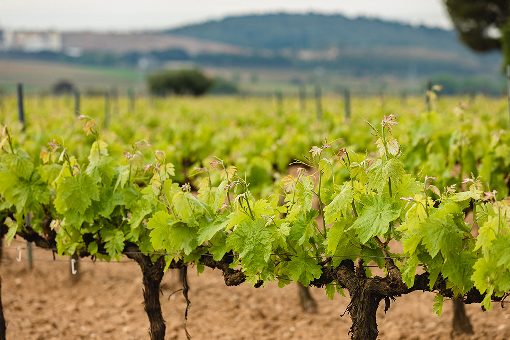 Weinerzeuger: Freyé - Vallformosa - Vilobí del Penedès (Barcelona) / Spanien