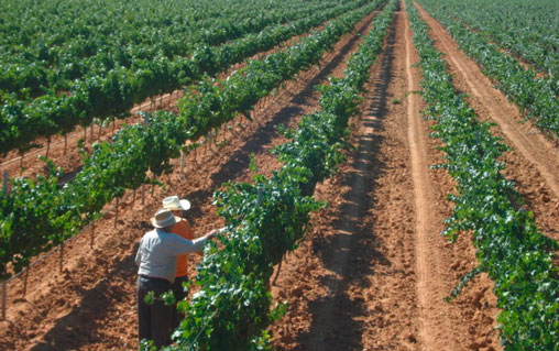 Weinerzeuger: Bodegas Copaboca - Valladolid / Spanien