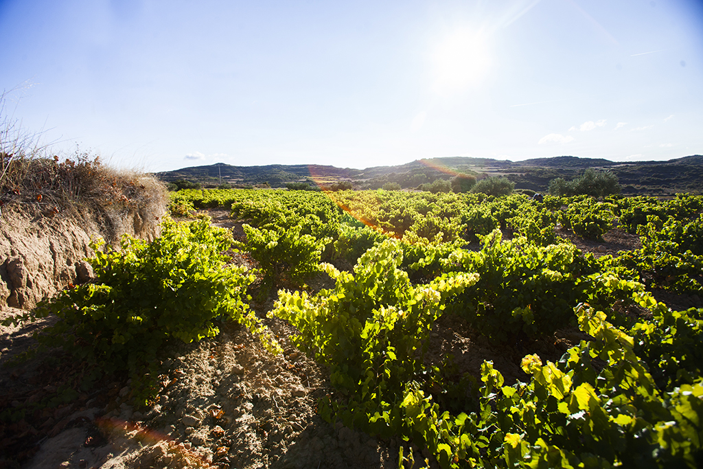 Weinerzeuger: Bodegas San Martín de Unx - San Martin de Unx (Navarra) / Spanien