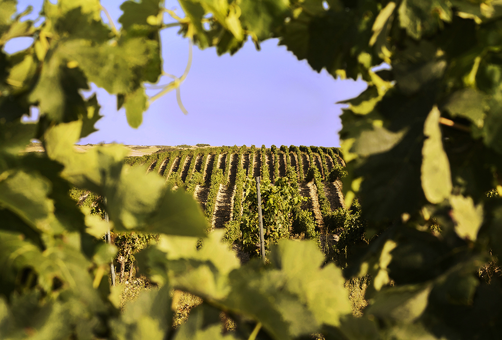 Weinerzeuger: Bodegas Agronavarra - Murchante (Navarra) / Spanien