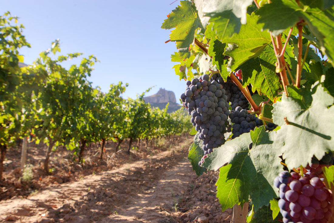 Weinerzeuger: Criadores de Rioja - Alberite (La Rioja) / Spanien