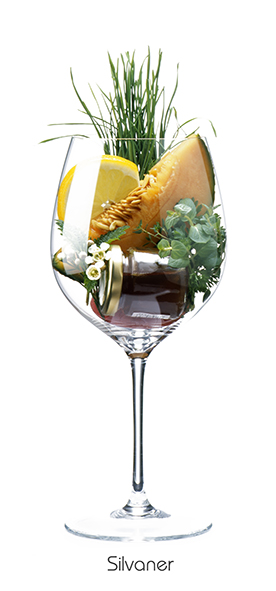 Weinaromen-Foto Silvaner (80 x 40 cm) - Geschenke & Co. - Bücher & Accessoires
