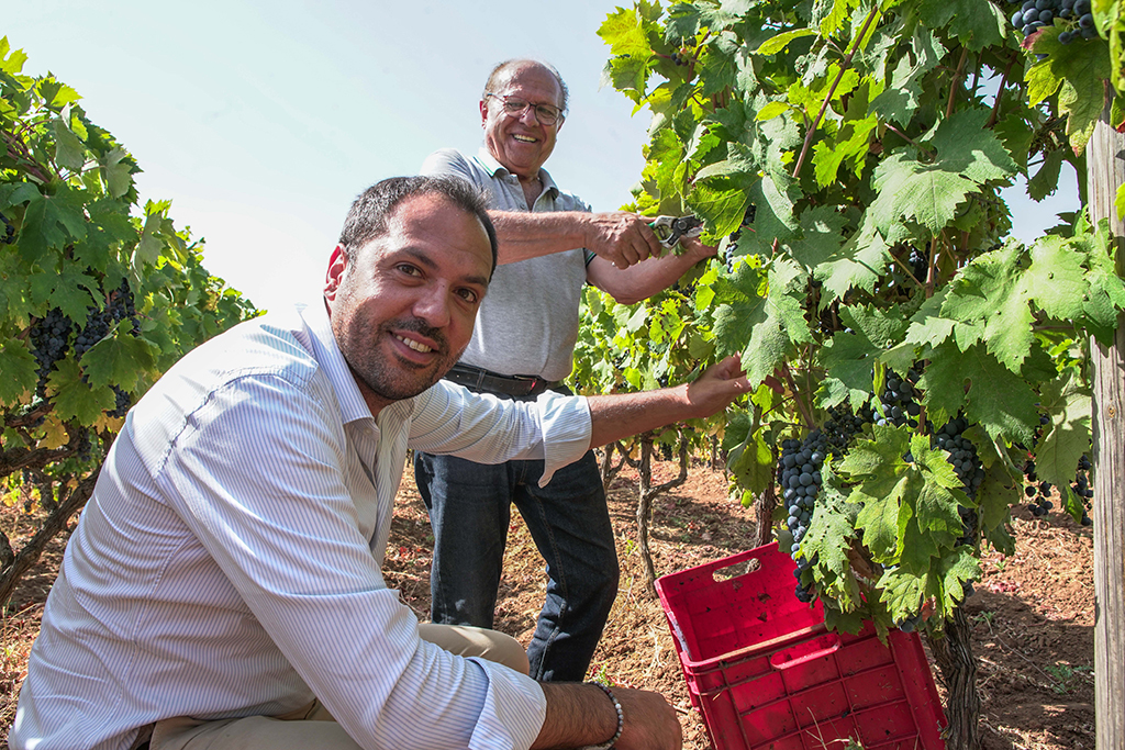 Weinerzeuger: Terrecarsiche 1939 - Castellana Grotte / Italien